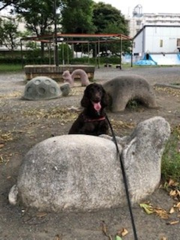 武蔵村山市のペットシッター日記 お茶目犬のムックちゃんのお散歩です モモトサクラ 日本ペットシッターサービス立川店 立川市 日野市 武蔵村山市