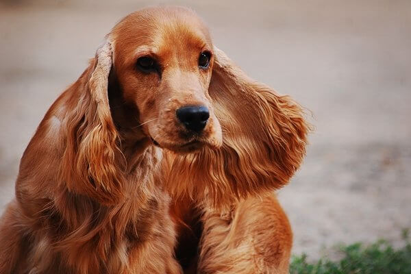 イングリッシュコッカースパニエル English Cocker Spaniel 日本ペットシッターサービス
