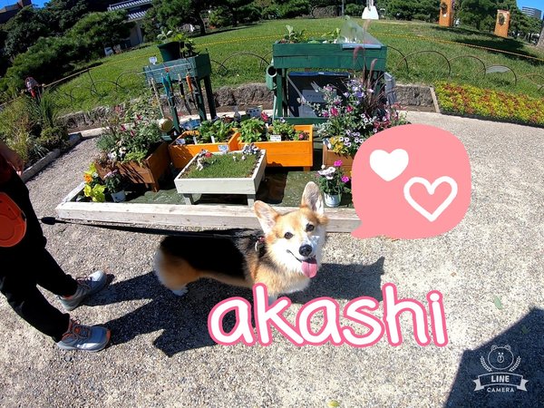 看板犬もなかの日記 Amo 日本ペットシッターサービス神戸西店 神戸市 明石市 加古川市 看板犬もなかの日記 Amo 日本ペットシッターサービス神戸西店 神戸市 明石市 加古川市