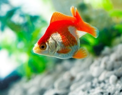 goldfish-sucks-a-rocks-in-the-aquarium