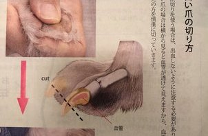 爪切りについて
