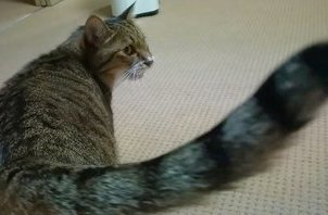 お世話風景１３．タロウ君、ミーちゃん