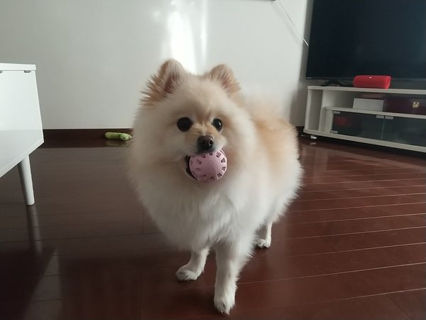 ペットシッター日記 日本ペットシッターサービス葛飾店 葛飾区 足立区