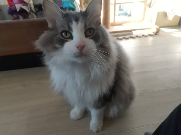 ペットシッター日記 日本ペットシッターサービス葛飾店 葛飾区 足立区