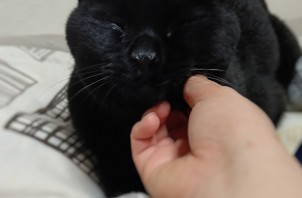 【岩沼】黒猫さん🐈‍⬛【仙台 ペットシッター】