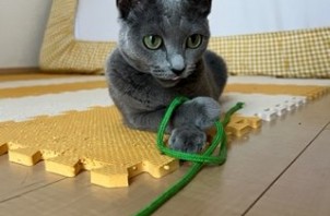 松戸市　猫のペットシッター
