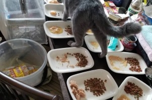 大家族の猫ちゃん達