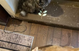 ３ヶ月連続7猫のペットシッター