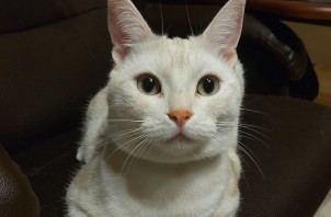埼玉県（草加・越谷店）　草加市　猫のペットシッター
