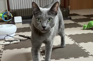 ご紹介🍀ロシアンブルーのむぎくん