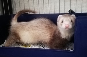 ラニちゃん
