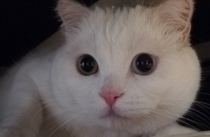 シカマルちゃん