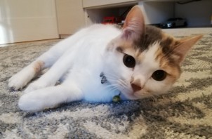 海ちゃん