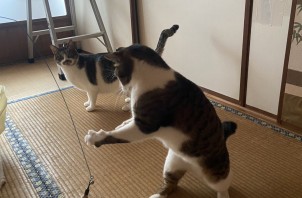 猫ちゃんのペットシッター【パパ入院したにゃん】