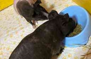 小動物の(モルモット)ペットお世話