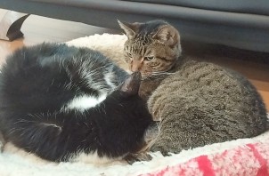 猫ちゃんのモモちゃん、チィちゃん、メイちゃん