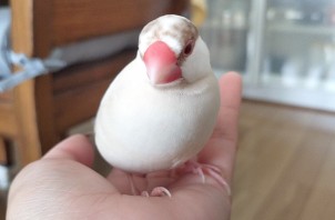 文鳥のシナちゃん
