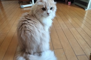 猫ちゃんのパスくん