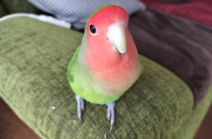 コザクラインコのぴーちゃん