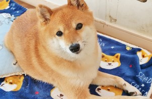 保土ケ谷区のまさるくん　保土ケ谷区のペットホテルＢｏｗｗｏｗばうわう