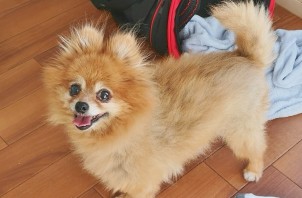 西区のチャッピーちゃん、エネルくん　西区のペットホテルBowwowばうわう