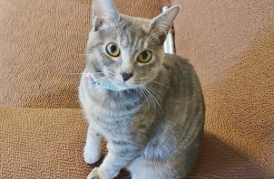 中区の春猪（ハルイ）ちゃん、常陸（ヒタチ）ちゃん　中区のペットシッターBowwowばうわう
