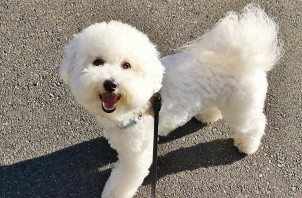 旭区のテツオくん　旭区のペットシッターＢｏｗｗｏｗばうわう