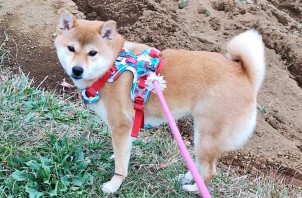 港北区のキミちゃん　港北区のペットシッターＢｏｗｗｏｗばうわう