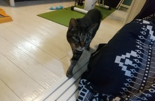 猫のペットシッター日記：ごまちゃん＜葛飾区＞