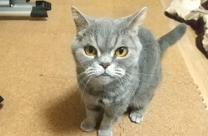 猫のペットシッター日記：だいずちゃん＜葛飾区＞