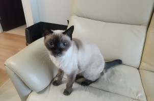 猫のペットシッター日記：はー＆くろちゃん＜葛飾区＞
