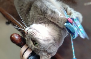 【岩沼】4月29日現在のGWご予約状況🐱🐶【ペットシッター】