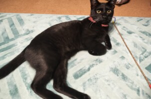 猫ちゃんの暖くん