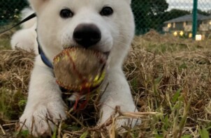 ご紹介🍀秋田犬ペルくん😍