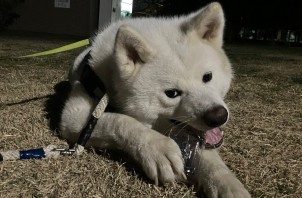 ご紹介🍀秋田犬ペルくん😍