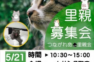 【岩沼】里親募集会について🐱【ペットシッター】