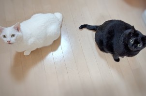 【岩沼】白猫さん黒猫さん🐱【ペットシッター】