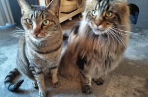 猫ちゃんのルツくんとスモーキーくん