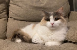 猫・鳥のお世話　ティアちゃん・パールくん