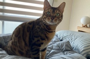 猫のお世話　スホくん