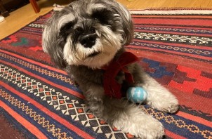 犬のお世話　たったったちゃん