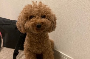 トイプードルのテンちゃんのお世話とお散歩🐩😀🖐