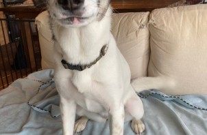 ひょうちゃん、しょうちゃんのお世話🐶😊👍