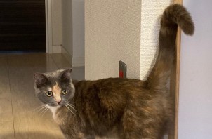 スコティッシュフォールドのあずきちゃんのお世話🐈😄👋
