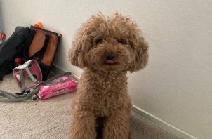 トイプードルのテンちゃんのお世話とお散歩🐩😃👍