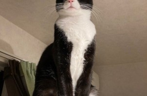 猫のお世話　ぽんすけくん・たまごくん