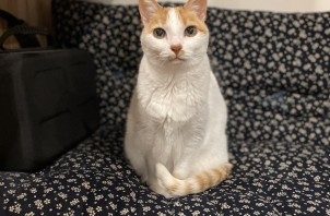 猫のお世話　海ちゃん
