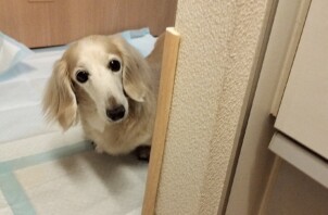 ミニチュアダックスフントのムムちゃん