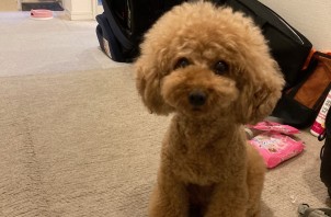 トイプードルのテンちゃんのお世話とお散歩🐩😁🙌