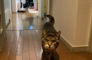 チューチューちゃんのお世話😺😃🖐